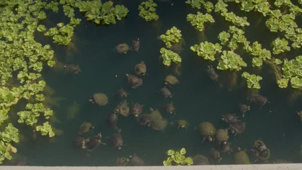 Jezero Echo Parku Obývají Stovky Želv Červenýma Ušima Pocházejí Domácích — Stock video