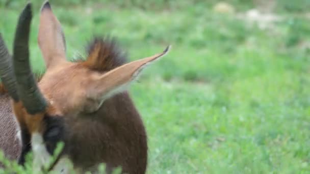 Zobel Antilope Ruht Auf Grasboden Nationalpark Gesicht Aus Nächster Nähe — Stockvideo