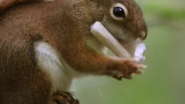 Dışarıda Vahşi Doğada Mantar Yiyen Bir Sincabı Yakından Çek — Stok video