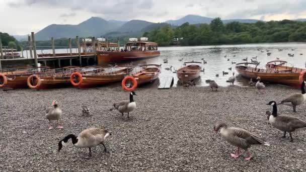 在英格兰坎布里亚湖区国家公园的Derwentwater岸边划船和造船 船上有鸭子和鹅Keswick镇 库存录像 — 图库视频影像