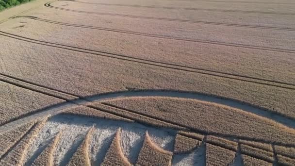 Blick Von Oben Auf Den Künstlerischen Kornkreis Mit Reifen Weizenpflanzen — Stockvideo