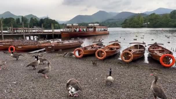 Barco Remo Molhe Costa Derwentwater Com Patos Gansos Cidade Keswick — Vídeo de Stock