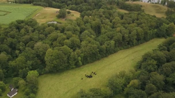 Landschaft Mit Üppiger Vegetation Und Feldern Meer Drohnenschuss Aus Der — Stockvideo