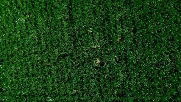 Campo Milho Verde Cima Cima Para Baixo Vista Drone — Vídeo de Stock