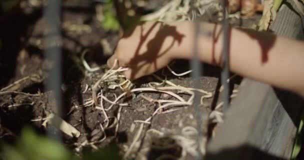 Bir Sebze Bahçesinden Toplanan Soğan Yığını Gibi Bir Çocuğun Kolunun — Stok video