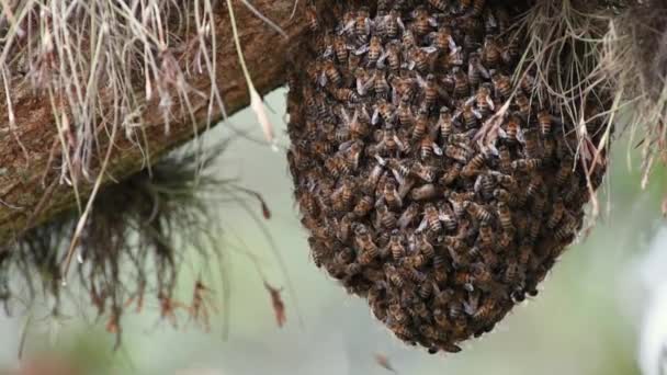 Різкі Бджоли Під Деревом Лісі — стокове відео
