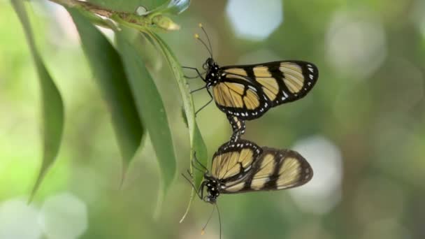 Спарювання Видів Methona Themisto Метелик Батерфляй — стокове відео