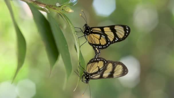 Paring Van Soort Methona Themisto Vlinder Van Manaca — Stockvideo