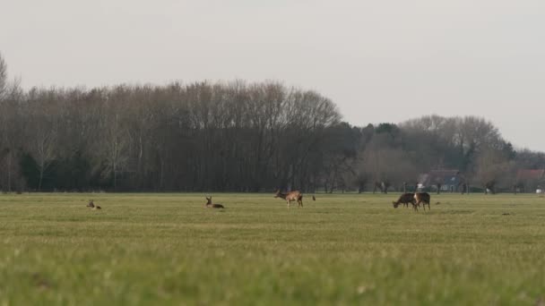 Grupo Corzos Comiendo Hierba Tierna Con Una Alta Humedad Bosque — Vídeo de stock