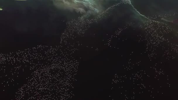 肯尼亚大裂谷马加迪湖水上的小火烈鸟群 小火烈鸟 空中无人驾驶飞机 — 图库视频影像
