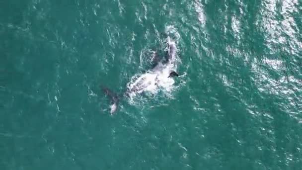 Wieloryb Unoszący Się Plecach Białą Plamą Brzuchu Zabawny Cielak Dron — Wideo stockowe