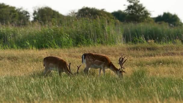 Deer Buck Pair Grazing Dutch Meadow Golden Sunset Sunlight Glow — Stock Video