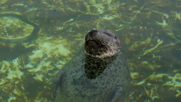 Close Shot Cute Seal Phoca Vitulina Descansando Água Com Olhos — Vídeo de Stock