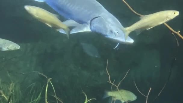 Plan Rapproché Moyen Gros Esturgeon Nageant Sous Eau Dans Aquarium — Video