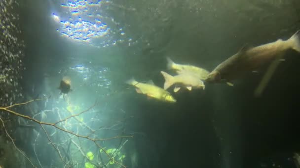 Mittlere Nahaufnahme Von Süßwasseraquarium Schwimmenden Fischen Kamera Blickt Die Oberfläche — Stockvideo