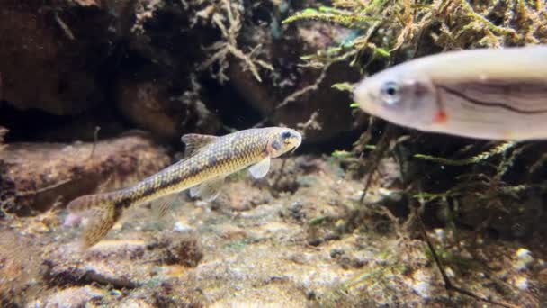 Широкий Снимок Маленькой Рыбы Плавающей Аквариуме Камера Следует Рыбой Больше — стоковое видео