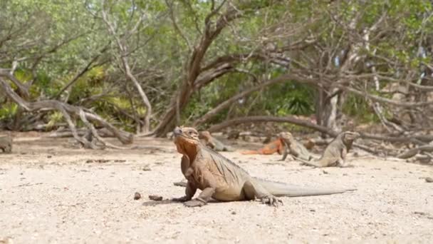 Dolly Κοντινό Πλάνο Από Πολλά Άγρια Iguana Lizard Στηρίζεται Αμμώδη — Αρχείο Βίντεο