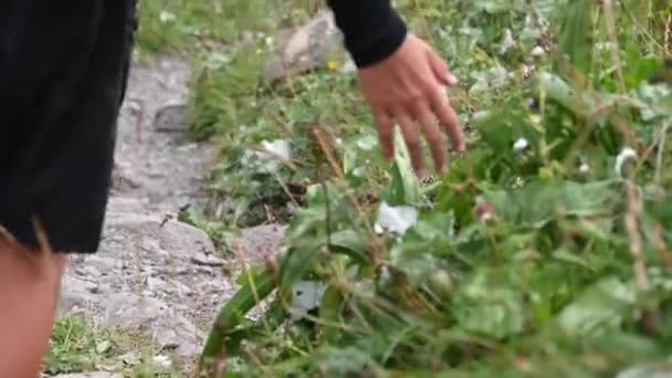 Egy Fiatalember Svájci Alpok Kavicsos Ösvénye Mellett Obwaldenben Fűszálakat Virágokat — Stock videók