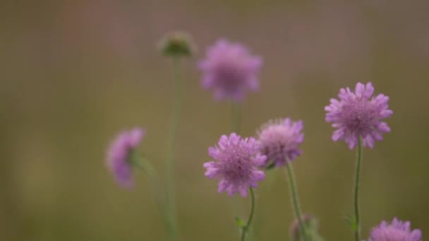 Hermosas Flores Silvestres Púrpuras Verano Campo Foco Rack — Vídeos de Stock