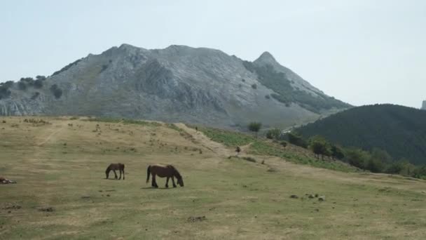 緑のフィールドで放牧する素晴らしい馬の静的なショット 高い山の前 Anboto Vizcaya スペイン — ストック動画