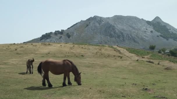 美しいブルトン馬の静的ショット放牧緑の草 山の背景 Anboto Vizcaya スペイン — ストック動画