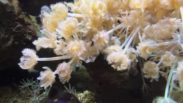 Corales Amarillos Suaves Que Mueven Agua Acuario Solo Pólipo Abriendo — Vídeos de Stock