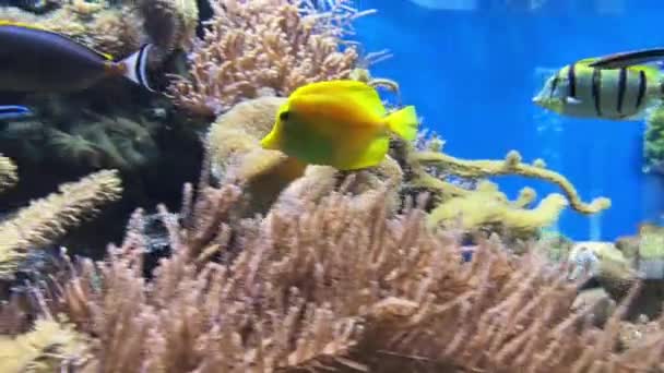 一只黄汤在水族馆里游来游去的宽镜头 在玻璃的反光中看得见的人 — 图库视频影像