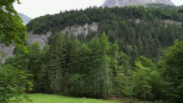Höga Träd Avslöjas Bakåtgående Rörelse Mavic Drönare Schweiziska Alperna Nära — Stockvideo