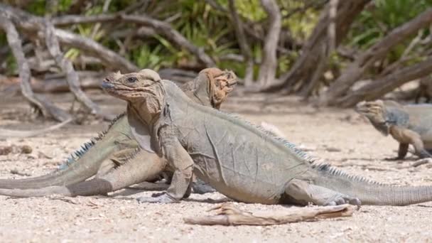 Desert Iguanas Arid Wilderness Dominican Republic Close Shot — Stock Video