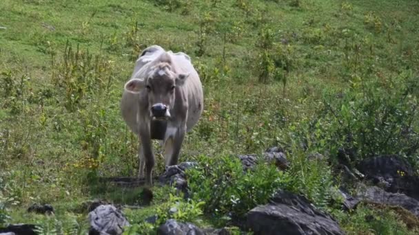 Hnědá Kráva Stojí Rozkvetlém Poli Švýcarských Alpách Obwalden Engelberg — Stock video