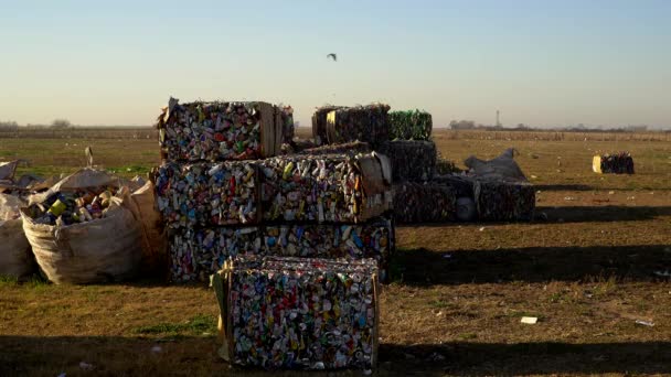 Γκριζοκέφαλοι Γλάροι Υπερχειλίζουν Συμπιεσμένα Απόβλητα Μια Εγκατάσταση Επεξεργασίας Αποβλήτων Ευρεία — Αρχείο Βίντεο