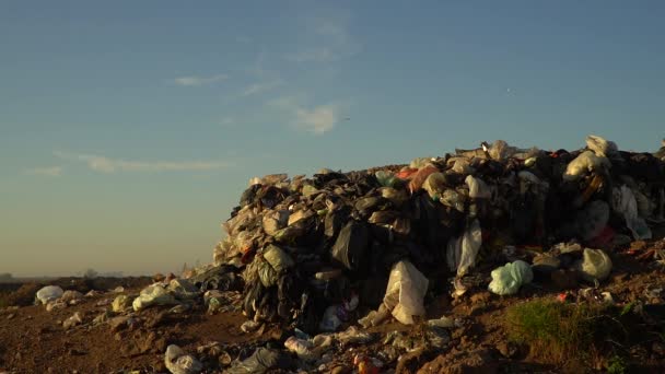 Les Goélands Survolent Les Ordures Sur Une Décharge Mouvement Lent — Video