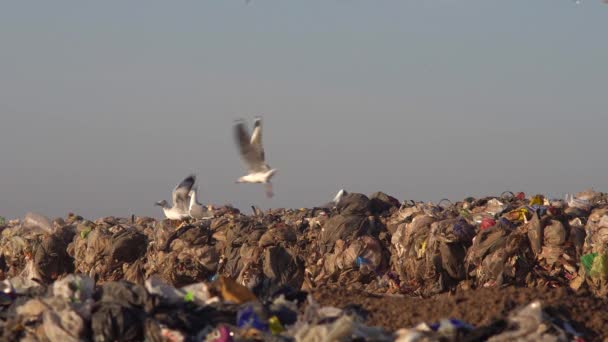 Šediví Racci Hromadě Odpadků Skládce — Stock video