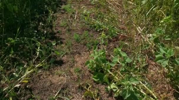 Sendero Estrecho Que Conduce Través Una Plantación Girasol Día Soleado — Vídeos de Stock