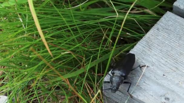 Close Large Black Beetle Crawling Tall Grass Wood Board — Stok Video