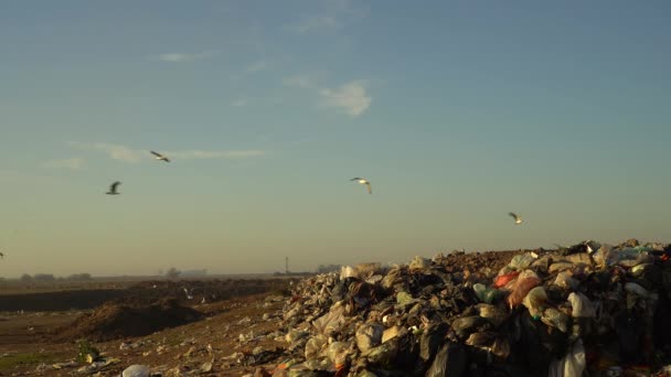 Gaivotas Cabeça Cinza Sobrevoam Resíduos Aterro — Vídeo de Stock