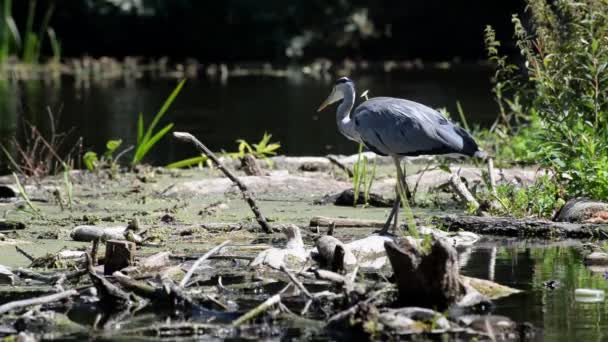 魚を探している日光の浅い汚れた川の水の中に長い点のくちばしが立っている大きな灰色の鳥 — ストック動画