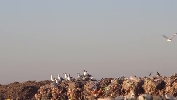 Racci Šedovlasí Šimango Caracaras Velký Kiskadee Hromadě Odpadu Skládce — Stock video