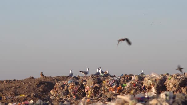 Πουλιά Απομακρύνονται Από Μια Μπουλντόζα Που Μπαίνει Χωματερή — Αρχείο Βίντεο
