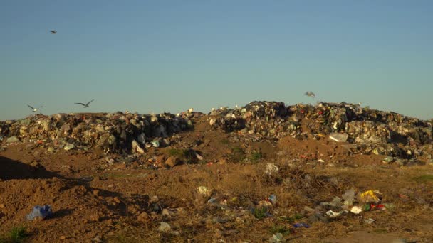 Les Goélands Tête Grise Les Caracaras Chimango Survolent Une Décharge — Video