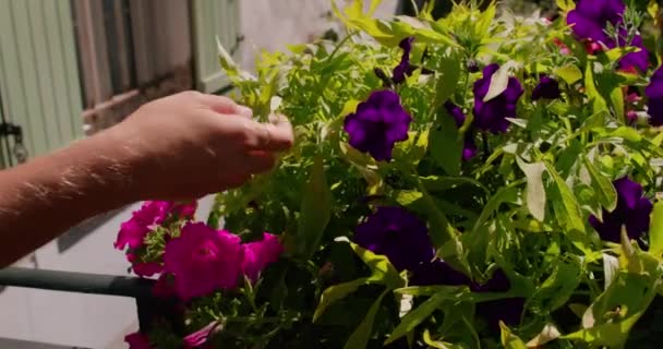 用手触摸美丽紫色铃形花朵的闭合 慢动作 — 图库视频影像