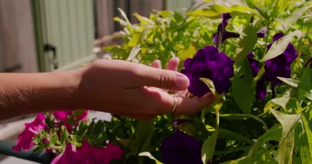 Person Hand Röra Lila Petunia Blomma Solig Dag Närbild Rörelse — Stockvideo