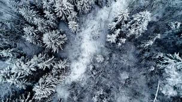 Дневное Время Беспилотник Снимает Высоты Птичьего Полета Красивый Заснеженный Лес — стоковое видео