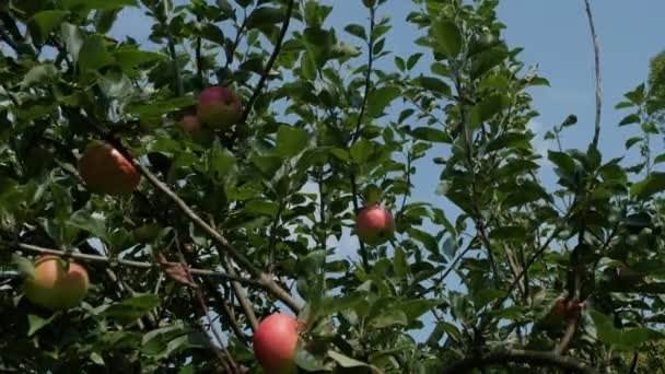 Rote Und Grüne Äpfel Einem Apfelbaum Einem Sonnigen Garten Großbritannien — Stockvideo