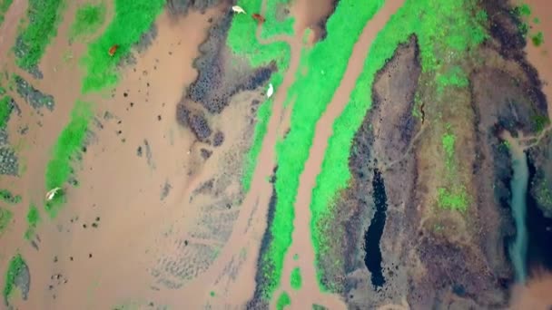 Top View Cows Lake Natron Tanzania Aerial Drone Shot — Stock Video