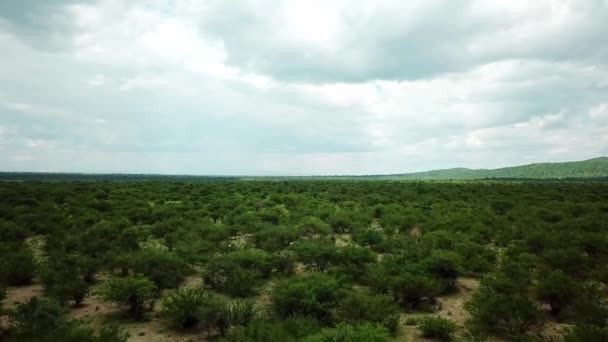 Wildlife Scene Med Zebras Löpning Genom Evergreen African Bushland Flygdrönare — Stockvideo