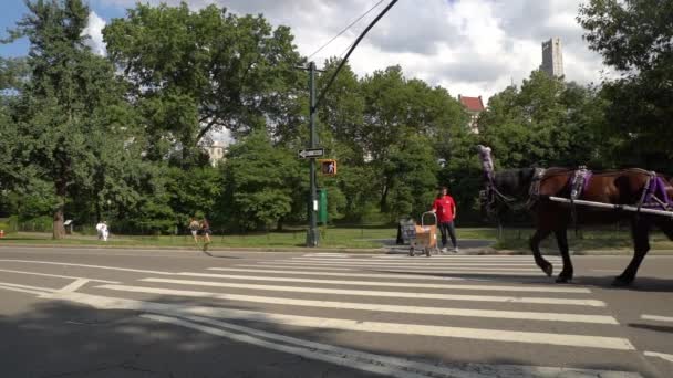 Αργή Κίνηση Πλάνα Των Ποδηλατών Ιππασίας Στο Central Park — Αρχείο Βίντεο