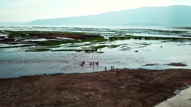 Antena Osób Pływających Jeziorze Natron Tanzanii Strzał Drona — Wideo stockowe