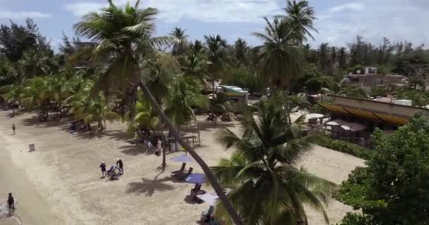 Vista Aerea Intorno Una Palma Che Domina Persone Sulla Spiaggia — Video Stock