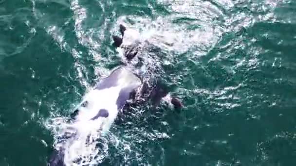 右のクジラは変形したフリッパーが背中に浮かんでいて 子牛は遊び心があります — ストック動画